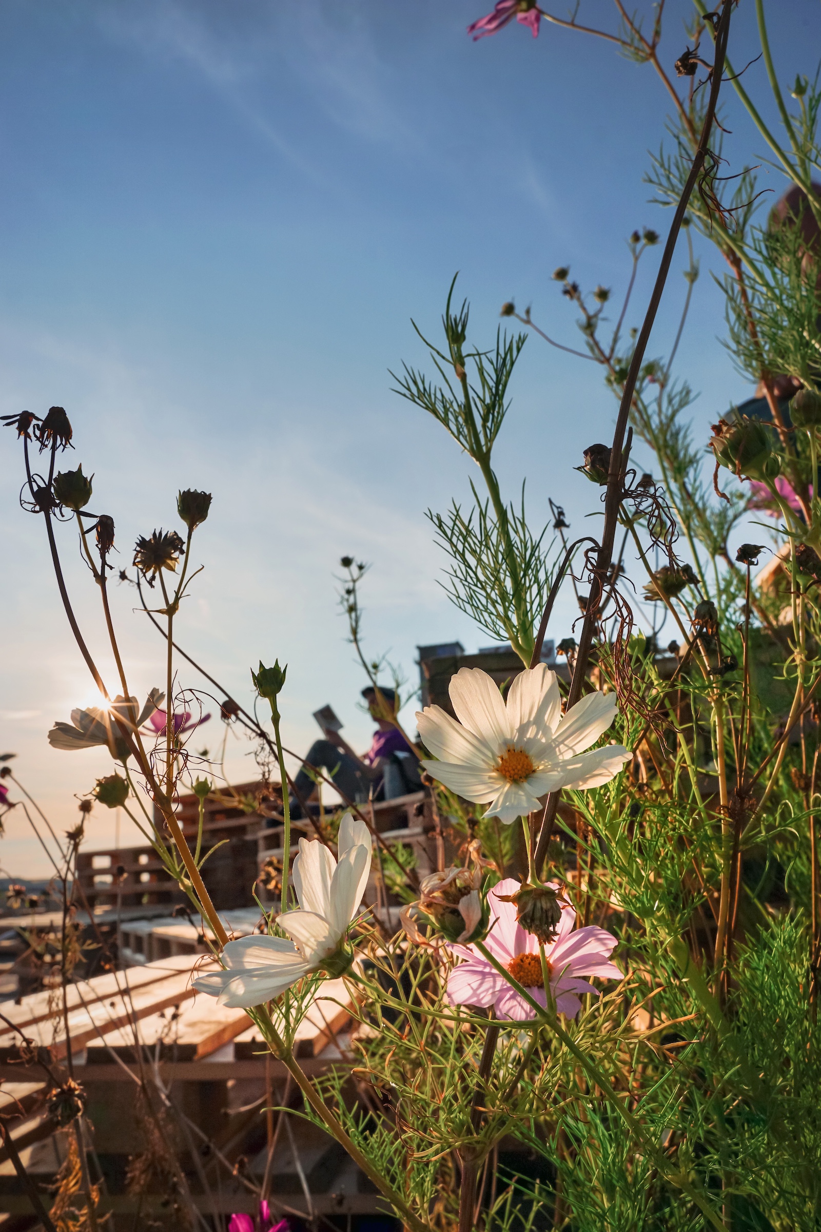 Ein lesender Mann sitzt hinter blühenden Wildblumen