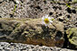 Gänseblümchen auf einer Mauer
