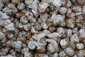 Viele Schnecken
