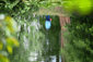 Wasser-Spiegelung einer Person