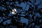 Mond hinter Baum