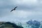 Ein Milan fliegt über einem Gebirge vor dunkelgrauen Wolken.