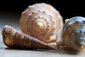 Spiralförmige Muscheln zum interaktiven Gedicht von Lui Kohlmann