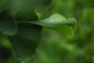Wassertropfen auf Ginko