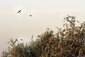 Schwalben fliegen durch den Abendhimmel