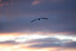 Ein Vogel fliegt.