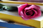 Eine pinke Rose liegt in einem Buch mit gelbem Farbschnitt.