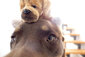 Hund mit Kuscheltier