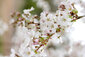 Kirschbaumblüten mit Credit